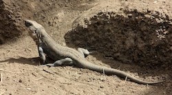 <p>&Acirc;&iquest;Por qu&Atilde;&copy; los reptiles se mudan al norte de Espa&Atilde;&plusmn;a?</p>
