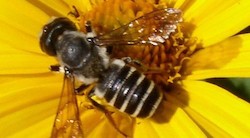 <p>Los insectos tambi&Atilde;&copy;n tienen personalidad</p>

