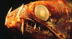 <p>Los monstruos de las profundidades abisales</p>
