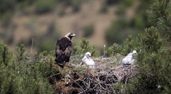 <p>La vida del &Atilde;&iexcl;guila imperial ib&Atilde;&copy;rica, observada a trav&Atilde;&copy;s de una c&Atilde;&iexcl;mara web</p>
