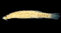 <p>Descubierta una especie ex&Atilde;&sup3;tica de pez en el Amazonas</p>
