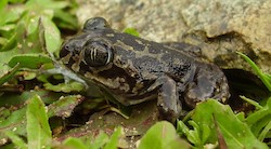 <p>El extra&Atilde;&plusmn;o caso de los anfibios en el paralelo 37&Acirc;&ordm;</p>
