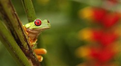 <p> La poblaci&Atilde;&sup3;n global de anfibios, amenazada en todo el mundo</p>
