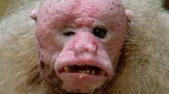<p>&Acirc;&iquest;Quiere saber cu&Atilde;&iexcl;l es el animal m&Atilde;&iexcl;s feo del mundo?</p>

