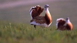 <p>Las avutardas, su h&Atilde;&iexcl;bitat y los usos del suelo</p>
