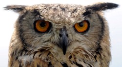 <p>La extra&Atilde;&plusmn;a vida de los animales nocturnos</p>
