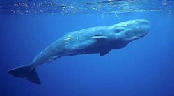 <p>Los secretos de los cachalotes canarios, al descubierto</p>
