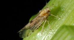 <p>Par&Atilde;&iexcl;sitos que modifican las plantas para atraer insectos</p>
