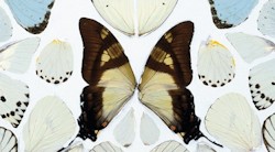 <p>Damien Hirst, en la Tate Modern de Londres</p>
