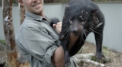 <p>&Acirc;&iquest;Podr&Atilde;&iexcl; la gen&Atilde;&copy;tica salvar al demonio de Tasmania?</p>
