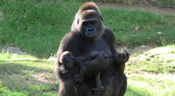 <p>Los humanos, gen&Atilde;&copy;ticamente m&Atilde;&iexcl;s cerca de los gorilas de lo que se pensaba</p>
