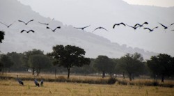 <p>Caba&Atilde;&plusmn;eros y Las Tablas dan la bienvenida al ave m&Atilde;&iexcl;s viajera, la grulla com&Atilde;&ordm;n</p>
