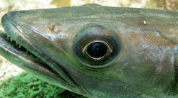 <p>Los peces eligen presas grandes para ahorrar energ&Atilde;&shy;a</p>
