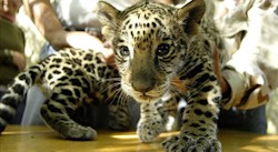 <p>La vida de los jaguares en Costa Rica</p>
