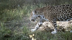 <p>Descubren en M&Atilde;&copy;xico una colonia de jaguares en peligro de extinci&Atilde;&sup3;n</p>
