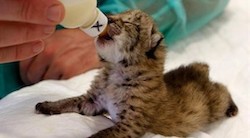 <p>El programa Ex-Situ y la repoblaci&Atilde;&sup3;n del lince ib&Atilde;&copy;rico</p>
