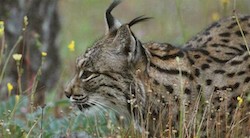 <p>La poblaci&Atilde;&sup3;n de lince sigue recuper&Atilde;&iexcl;ndose, pero m&Atilde;&iexcl;s lento</p>

