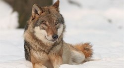 <p>Los lobos predicen el efecto en los animales del cambio clim&Atilde;&iexcl;tico</p>
