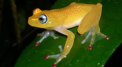 <p>La fauna de Madagascar lleg&Atilde;&sup3; a la isla flotando</p>
