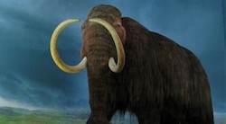 <p>Rusia pretende clonar un mamut extinto hace 4.000 a&Atilde;&plusmn;os</p>
