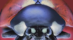 <p>La naturaleza microsc&Atilde;&sup3;pica convertida en arte</p>
