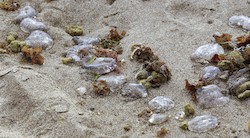 <p>La invasi&Atilde;&sup3;n de medusas llega a Canarias</p>
