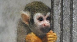 <p>Los primates pasaron a vivir en grupo en un &Atilde;&ordm;nico paso</p>

