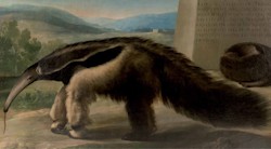 <p>&Acirc;&iquest;<i>La Osa hormiguera</i> ser&Atilde;&shy;a de Francisco de Goya?</p>
