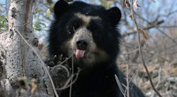 <p>El enigma de los osos de anteojos</p>
