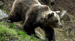 <p>El oso vuelve a sonre&Atilde;&shy;r en el norte de Espa&Atilde;&plusmn;a</p>

