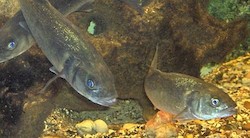 <p>El calentamiento puede masculinizar a algunos animales</p>
