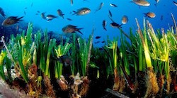 <p> Conozca al ser vivo m&Atilde;&iexcl;s longevo de la biosfera</p>

