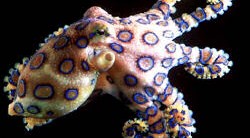 <p>El mortal abrazo del pulpo de anillos azules</p>
