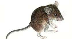 <p>Identifican siete nuevas especies de mam&Atilde;&shy;feros en Filipinas</p>
