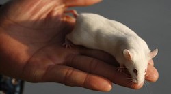 <p>Las ratas poseen la mordida "m&Atilde;&iexcl;s eficaz" entre los roedores</p>
