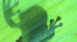 <p>La taxonom&Atilde;&shy;a predice el impacto de una especie en los ecosistemas</p>
