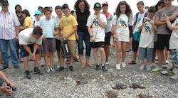 <p>Sueltan las primeras cinco tortugas boba de 2012</p>
