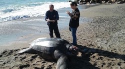<p>Una tortuga la&Atilde;&ordm;d de dos metros se cuela en la costa almeriense</p>
