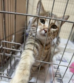 Gato abandonado