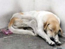 Perro abandonado Perro abandonado