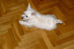West Highland White Terrier de tres meses. Foto: Miriam Carmona