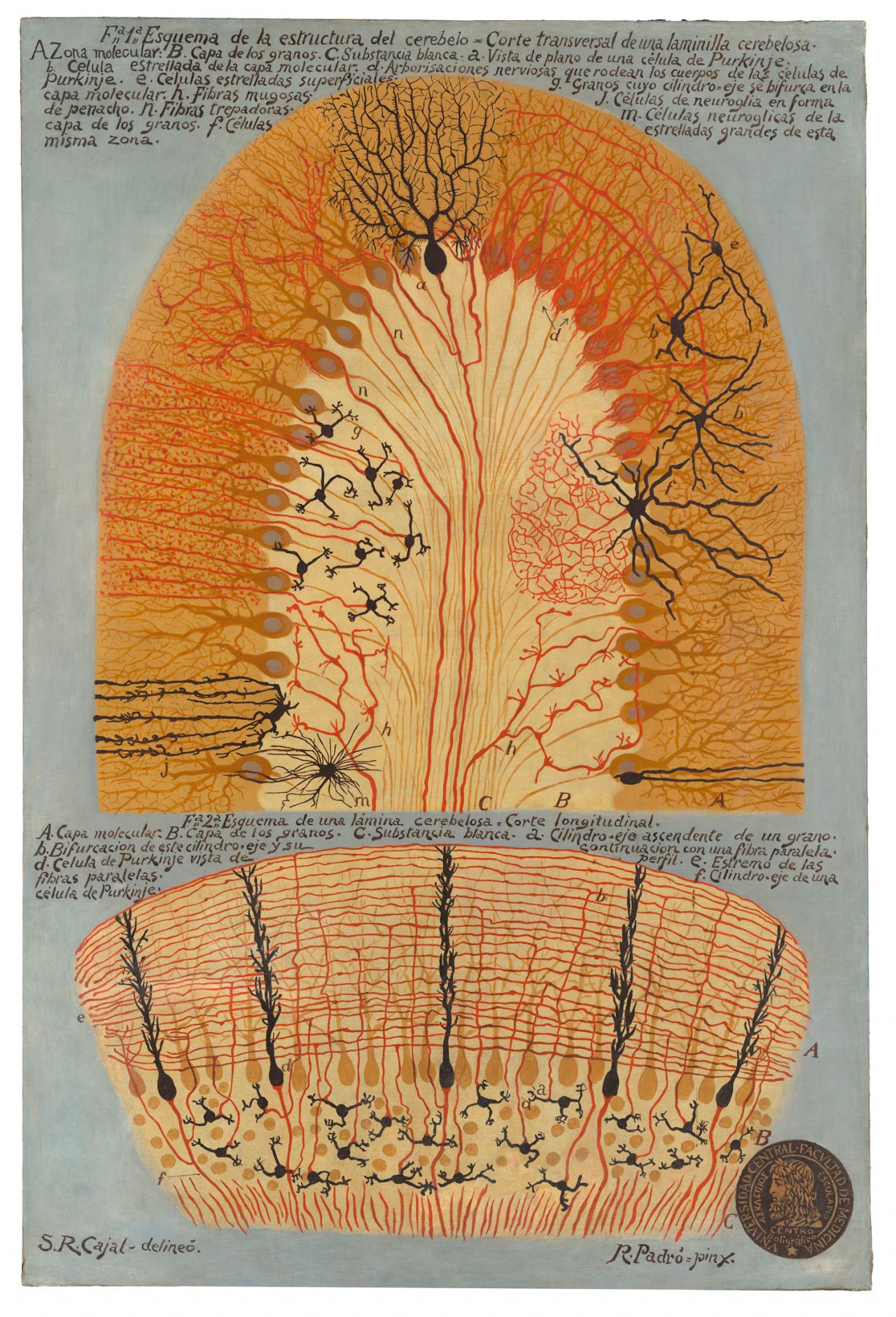 La estructura del cerebelo
S. Ramón y Cajal y R. Padró.
Óleo sobre lienzo, 155x105 cm