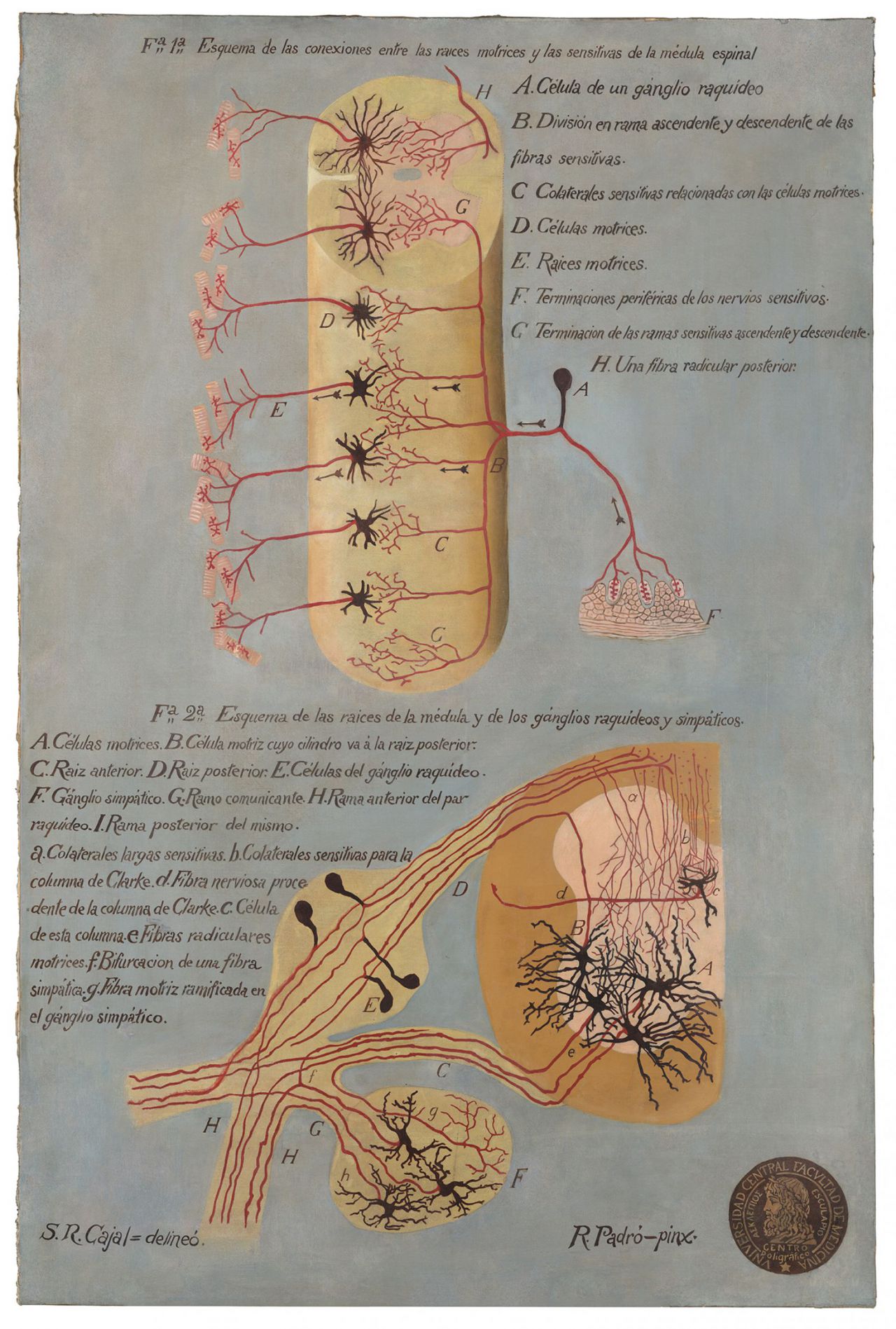 Conexiones de la médula espinal: motoras, sensitivas y vegetativas simpáticas
S. Ramón y Cajal y R. Padró.
Óleo sobre lienzo, 155x105 cm