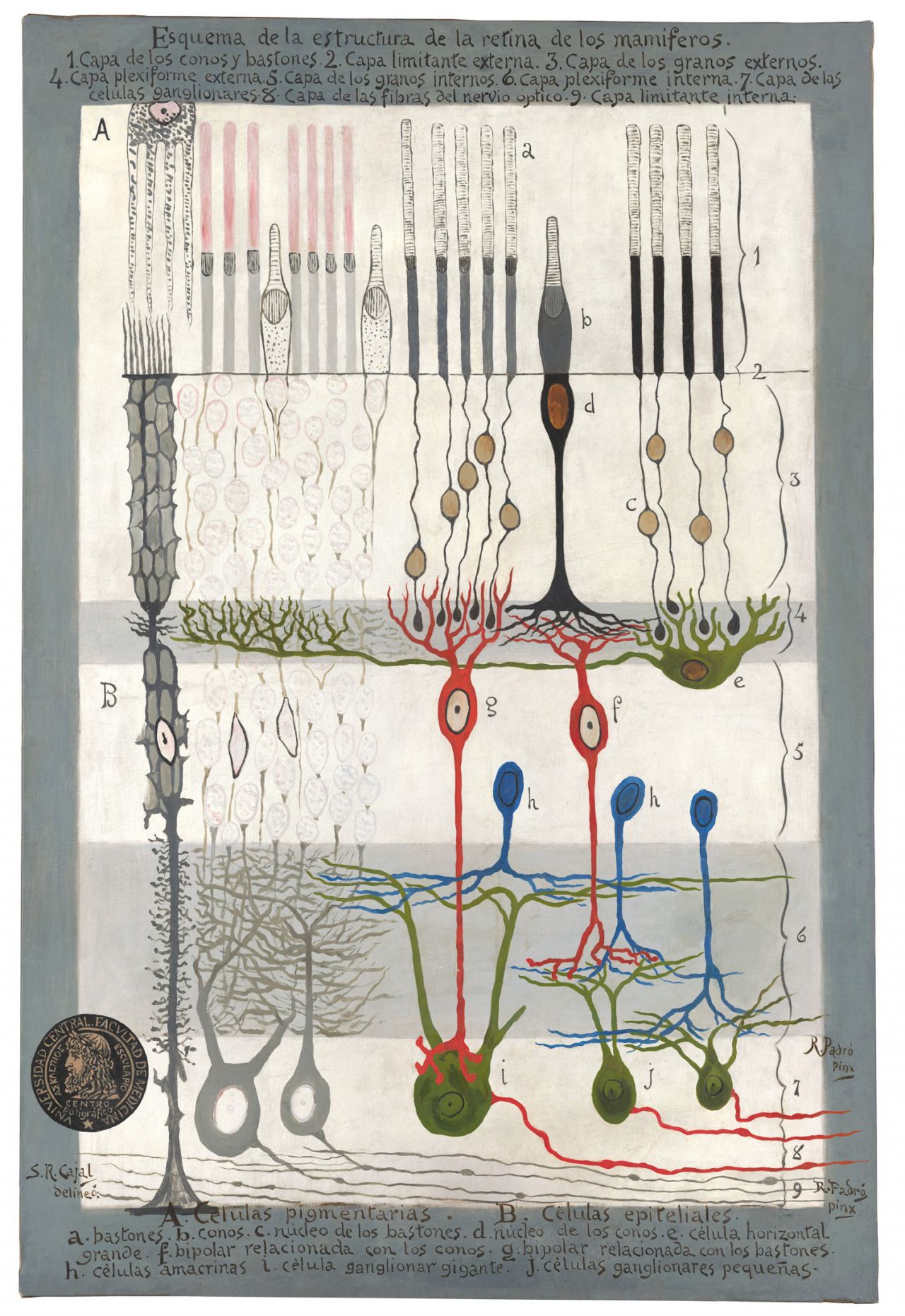 Esquema de la estructura de la retina de los mamíferos
S. Ramón y Cajal y R. Padró.
Óleo sobre lienzo, 155x105 cm