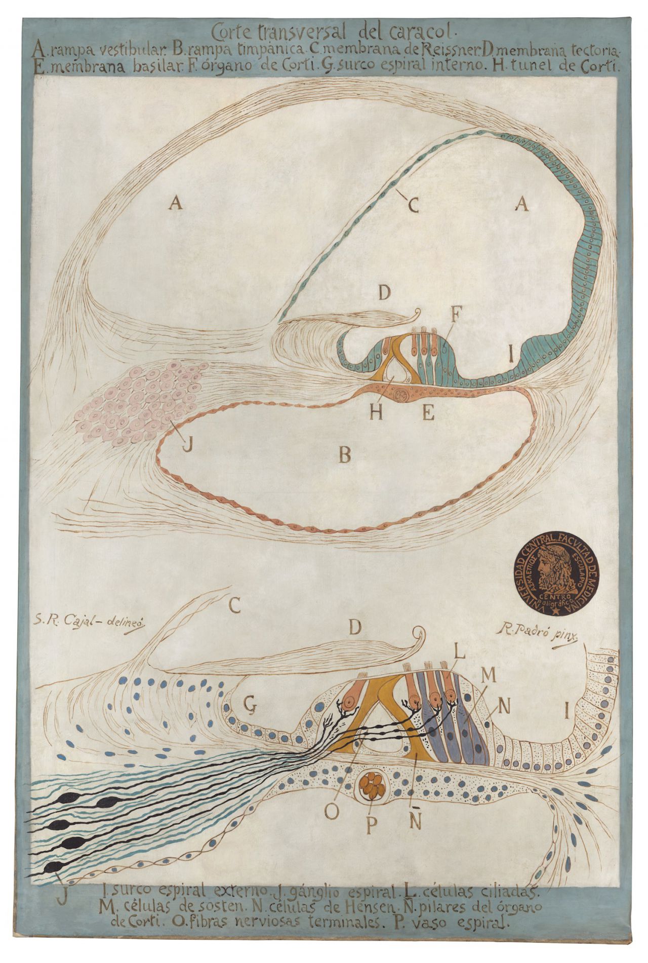 Conducto coclear: órgano de corti
S. Ramón y Cajal y R. Padró.
Óleo sobre lienzo, 155x105 cm