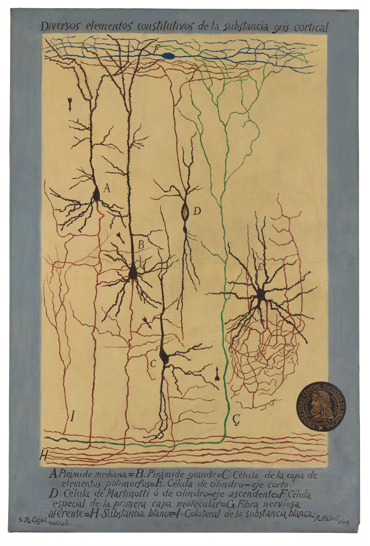 Corteza cerebral
S. Ramón y Cajal y R. Padró.
Óleo sobre lienzo, 155x105 cm