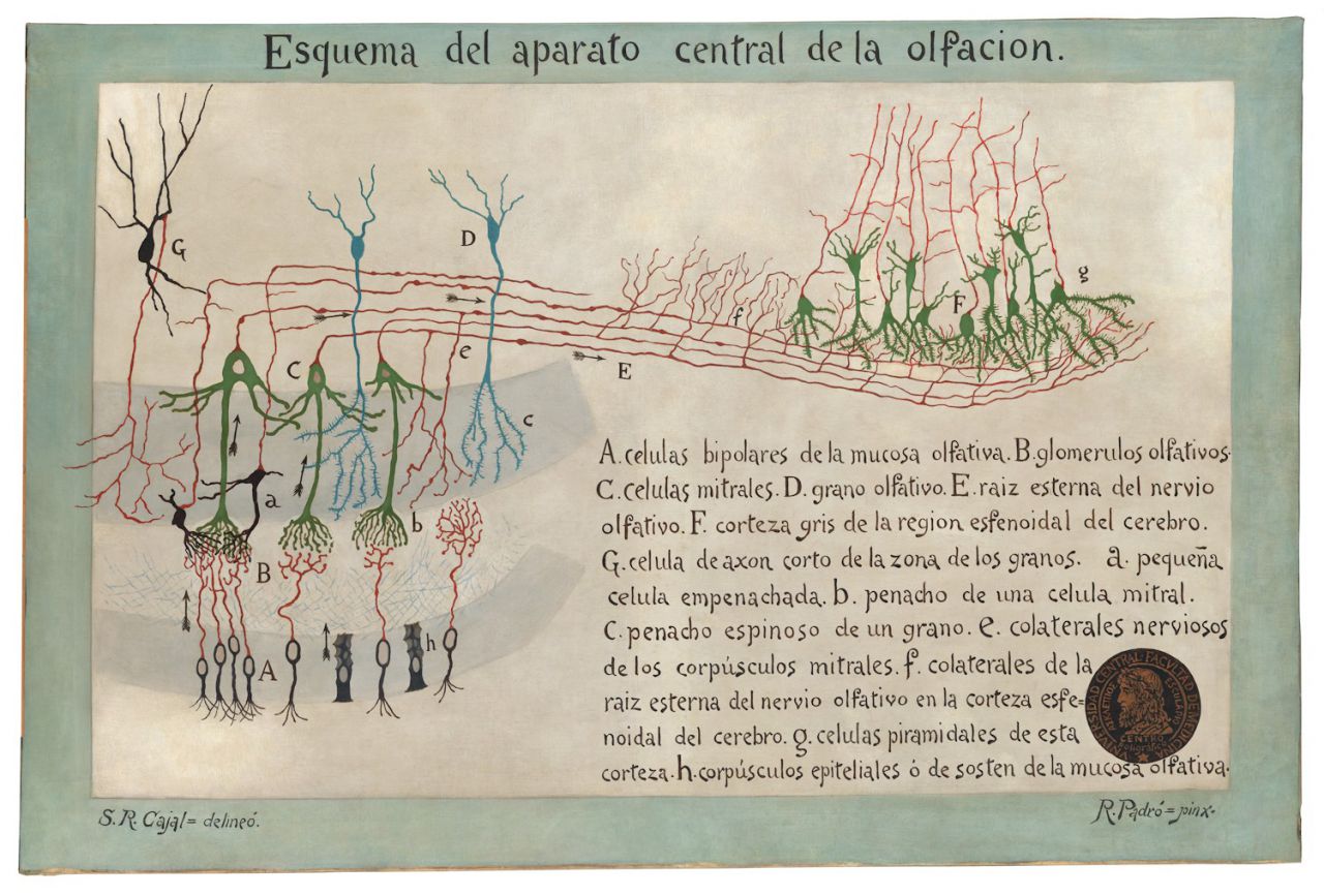 Neuronas del sistema olfativo
S. Ramón y Cajal y R. Padró.
Óleo sobre lienzo, 155x105 cm