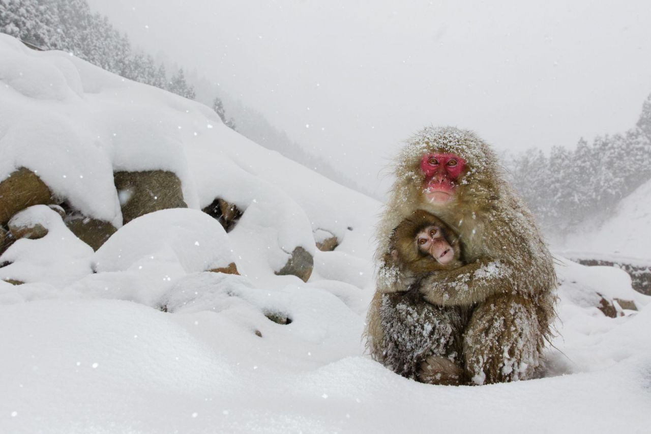 Un macaco japonés protege a su bebé del frío en las montañas en Yamanouchi, en el centro de Japón.

