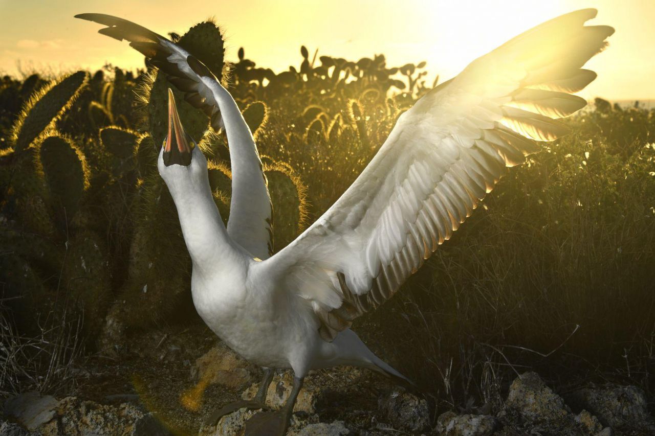 Un alcatraz de Nazca en la Isla de los Lobos en las Galápagos, donde las aves anidan entre matorrales de cactus.
