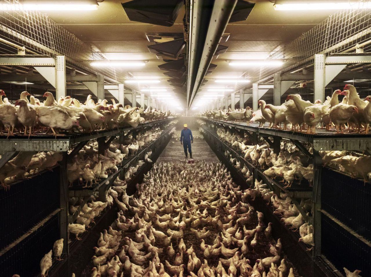 Un criador de pollos en una instalación en la que se trabajan desarrollos tecnológicos en colaboración con grupos de derechos de los animales, en Wintelre, Países Bajos.
